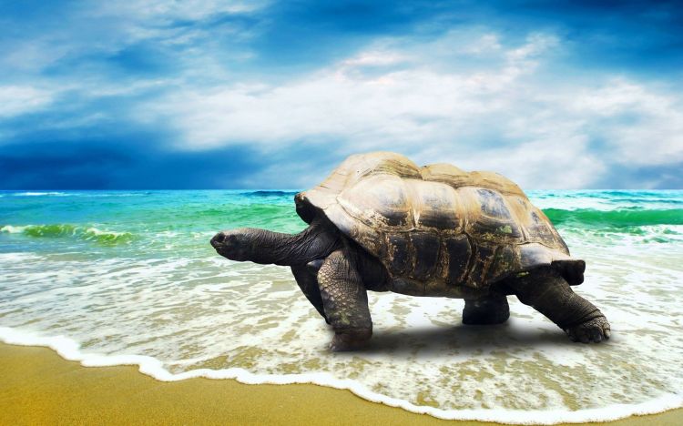 Fonds d'cran Animaux Tortues Wallpaper N429355