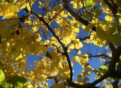  Nature Danses dans le ciel