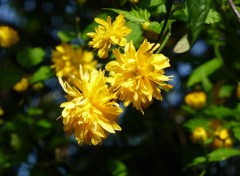  Nature La féérie