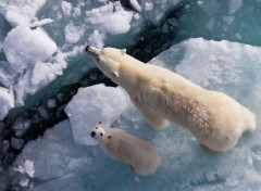  Animaux Image sans titre N429353