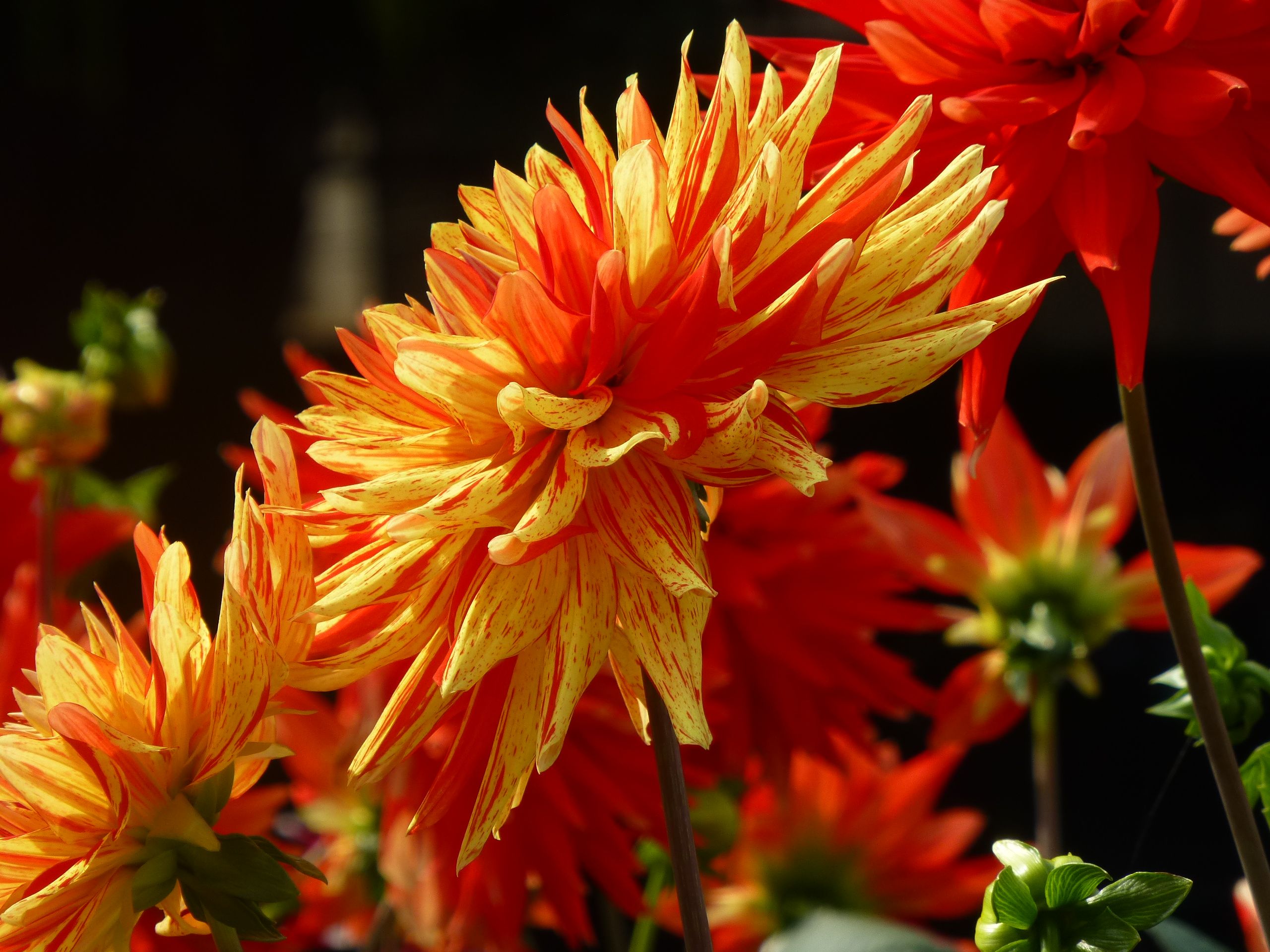 Wallpapers Nature Flowers un feu d'artifice de couleurs