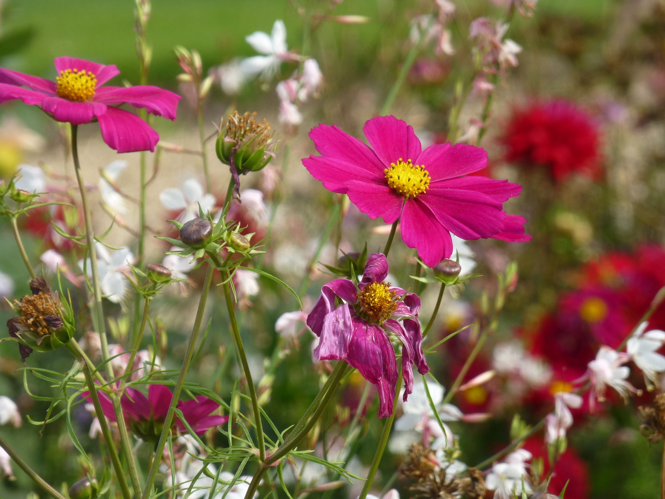 Wallpapers Nature Flowers comme des hélices