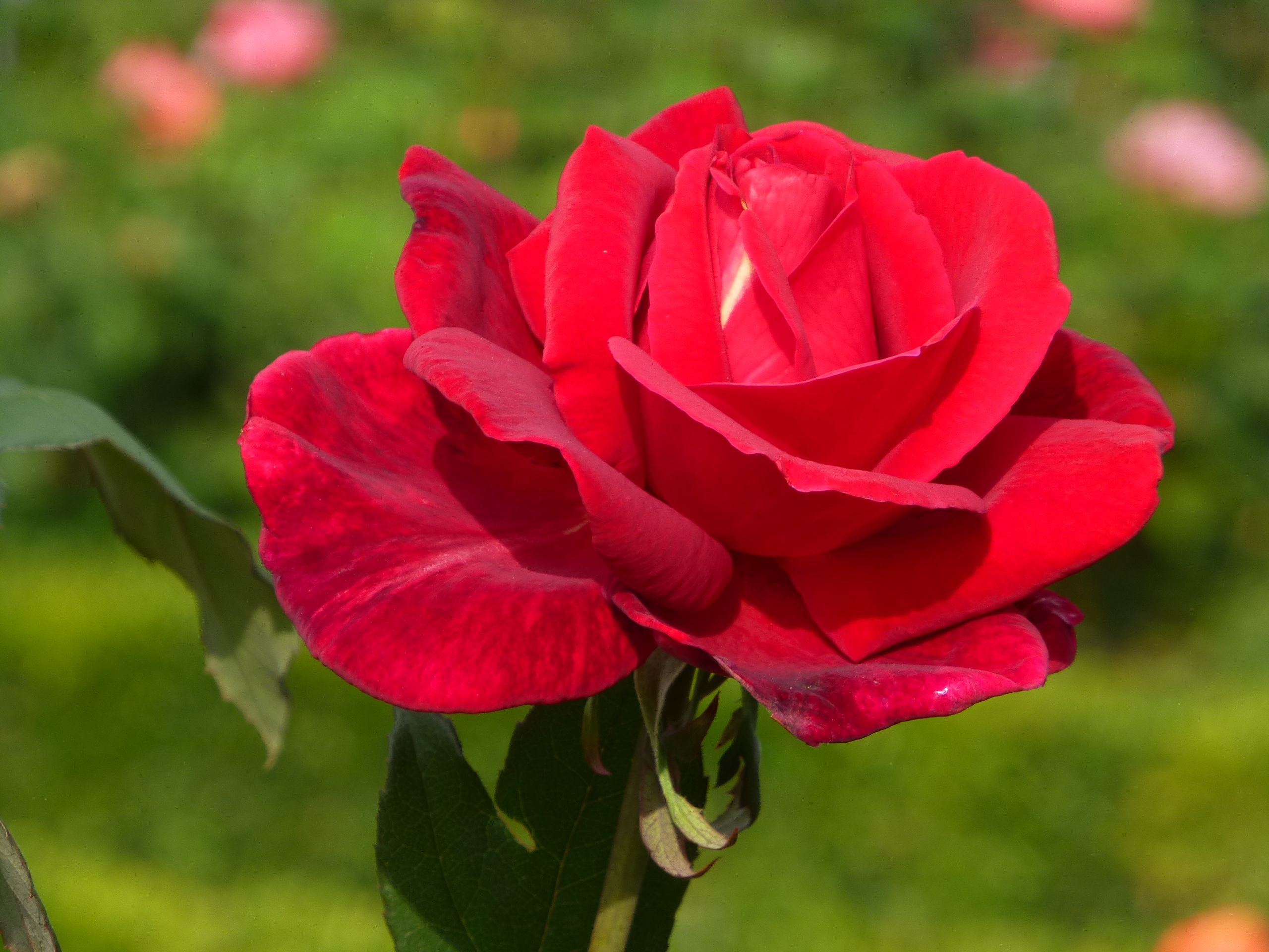 Fonds d'cran Nature Fleurs Sa majesté la rose