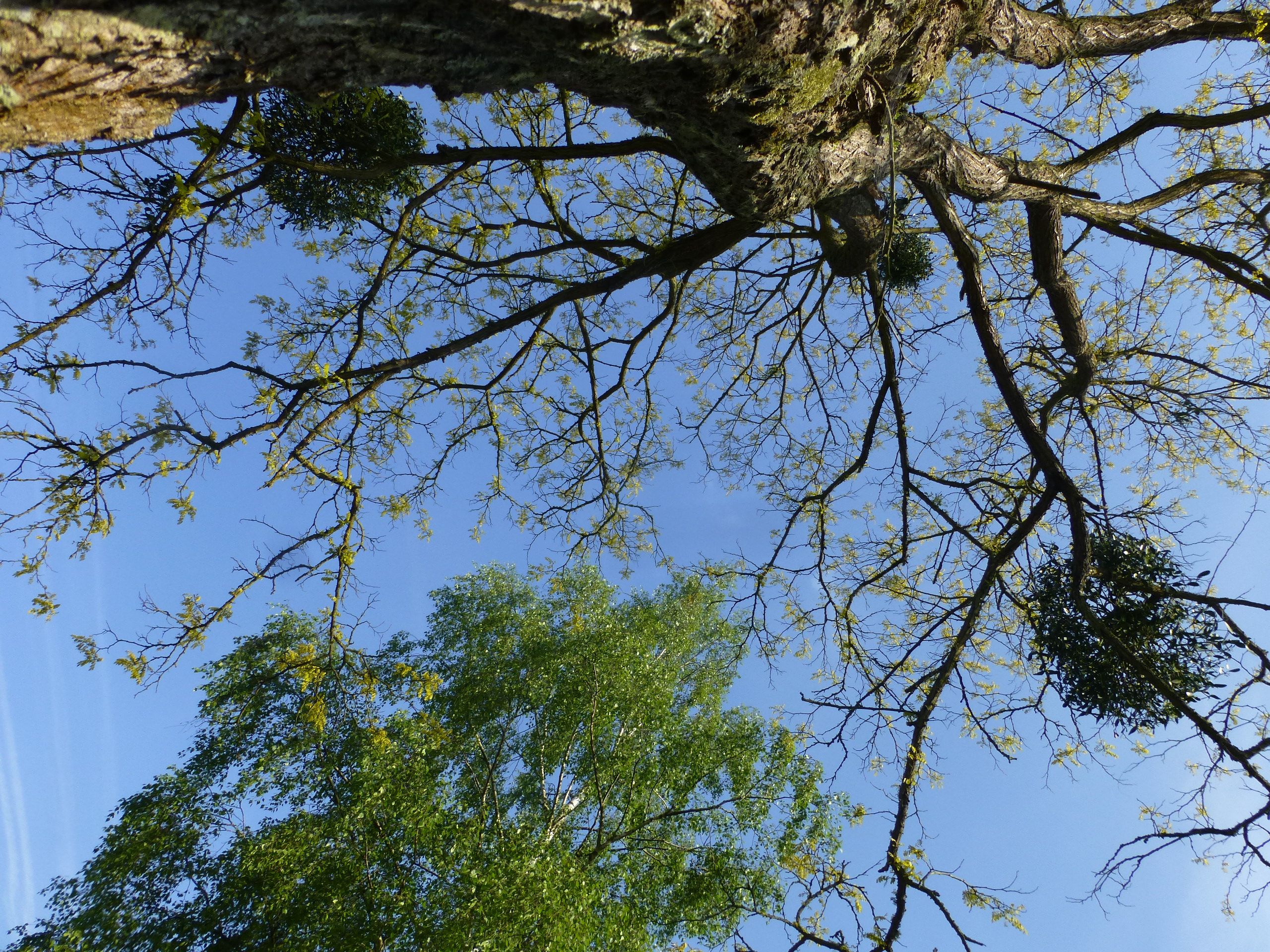 Fonds d'cran Nature Arbres - Forts La tte  l'envers