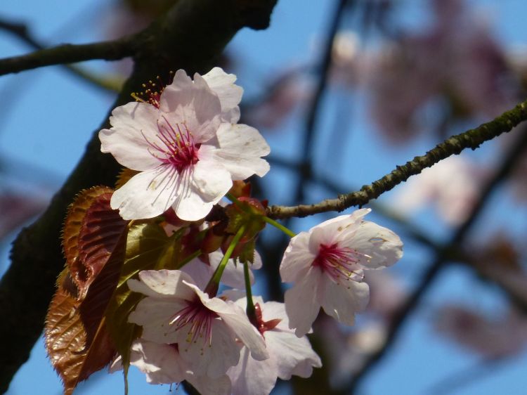 Fonds d'cran Nature Fleurs Un prunis azur