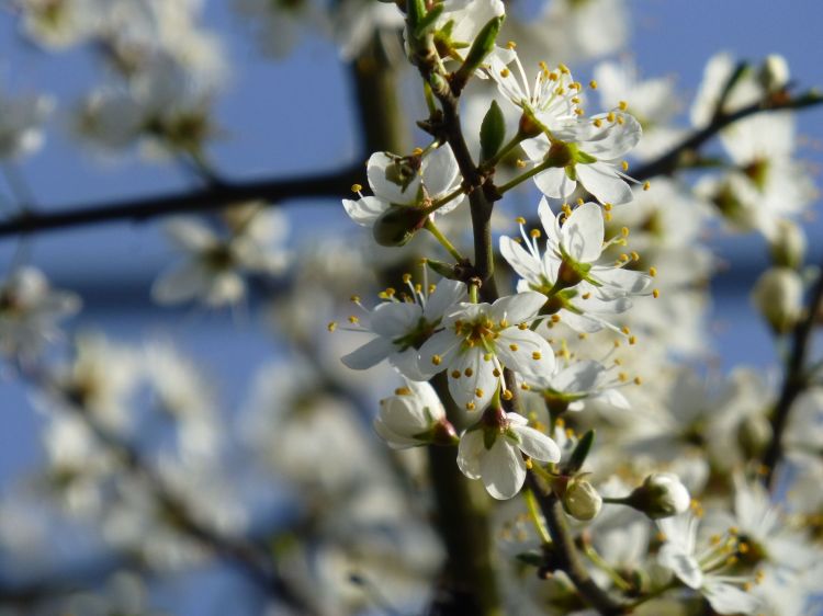 Fonds d'cran Nature Fleurs Un flou artistique de rêve