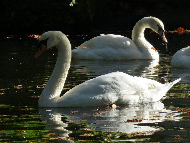 Wallpapers Animals Birds - Swans Un si beau couple