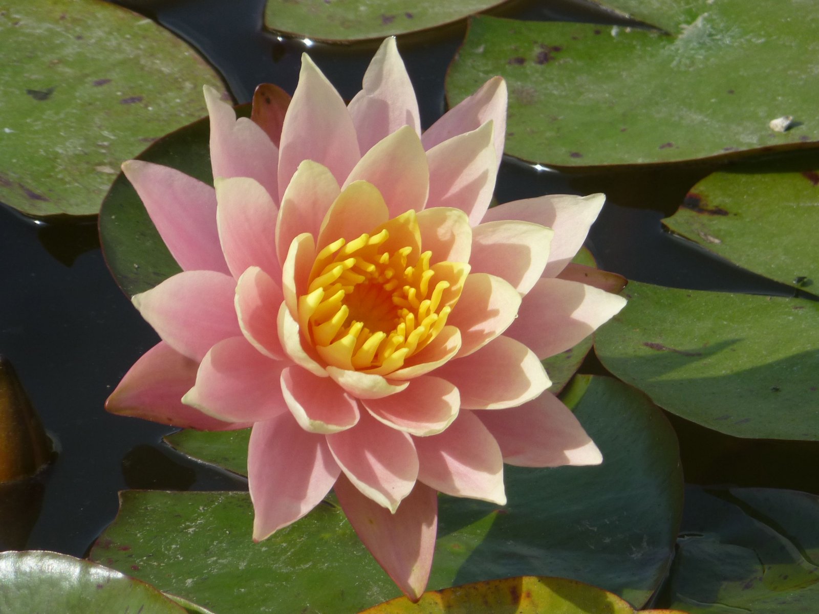 Fonds d'cran Nature Fleurs Monet et ses nénuphars