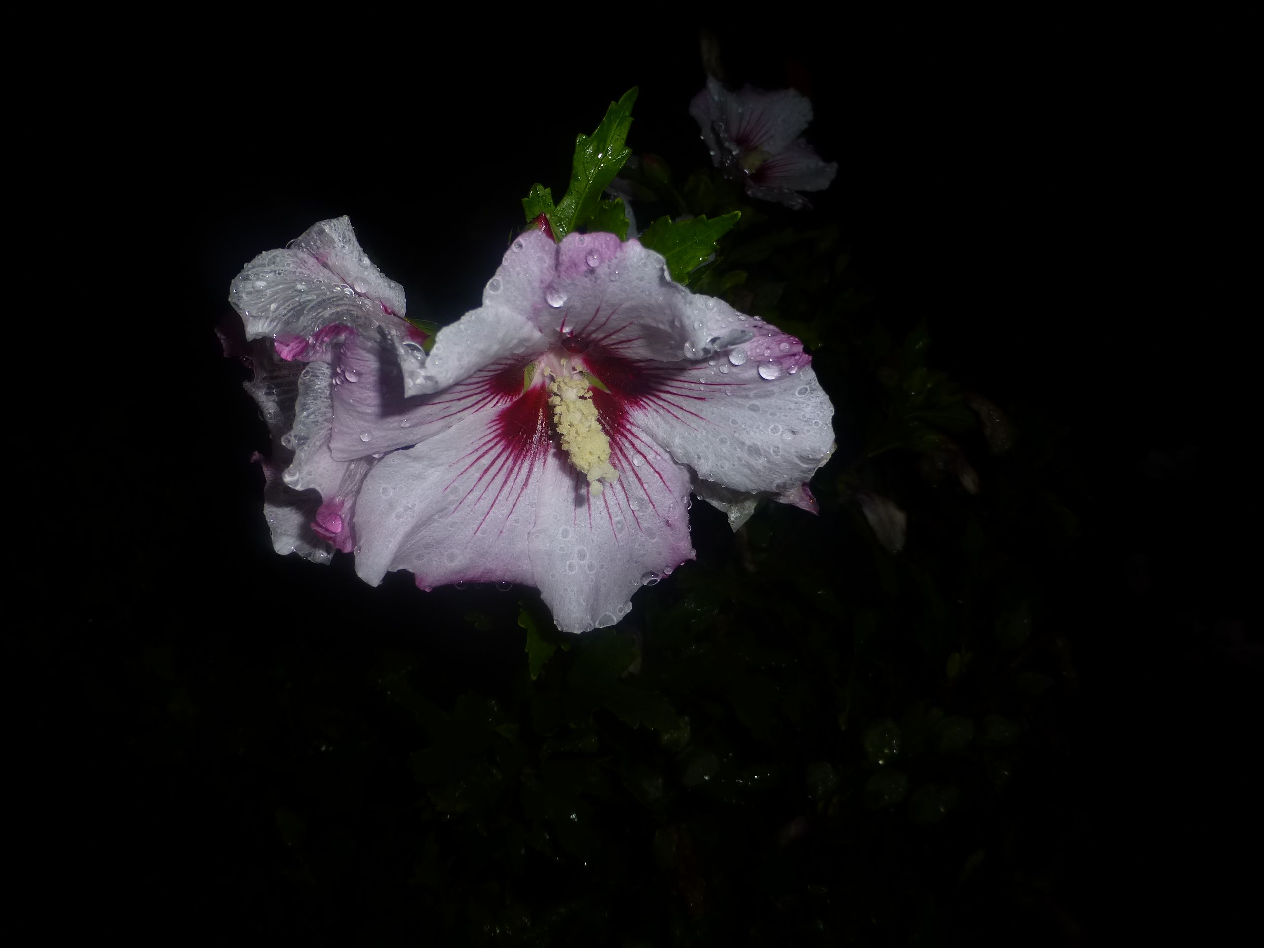 Wallpapers Nature Flowers Une fleur dans la nuit