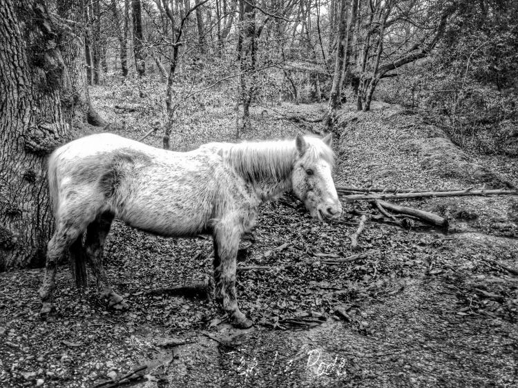 Fonds d'cran Animaux Chevaux Wallpaper N429570