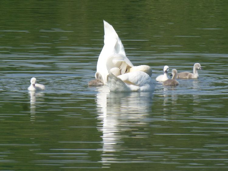 Wallpapers Animals Birds - Swans Un petit plongeon ?