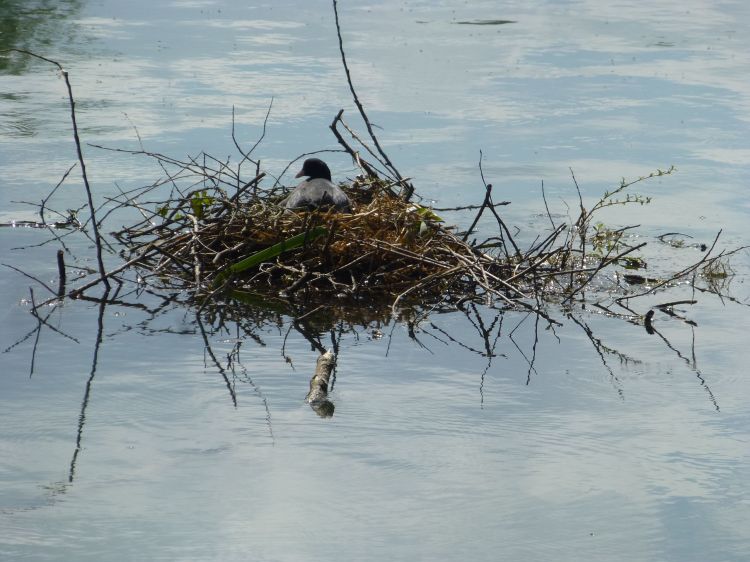 Wallpapers Animals Birds - Misc Bien au chaud avec sa maman