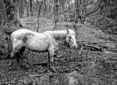  Animaux Image sans titre N429570