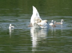  Animals Un petit plongeon ?