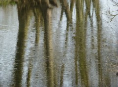  Nature Au coeur des reflets