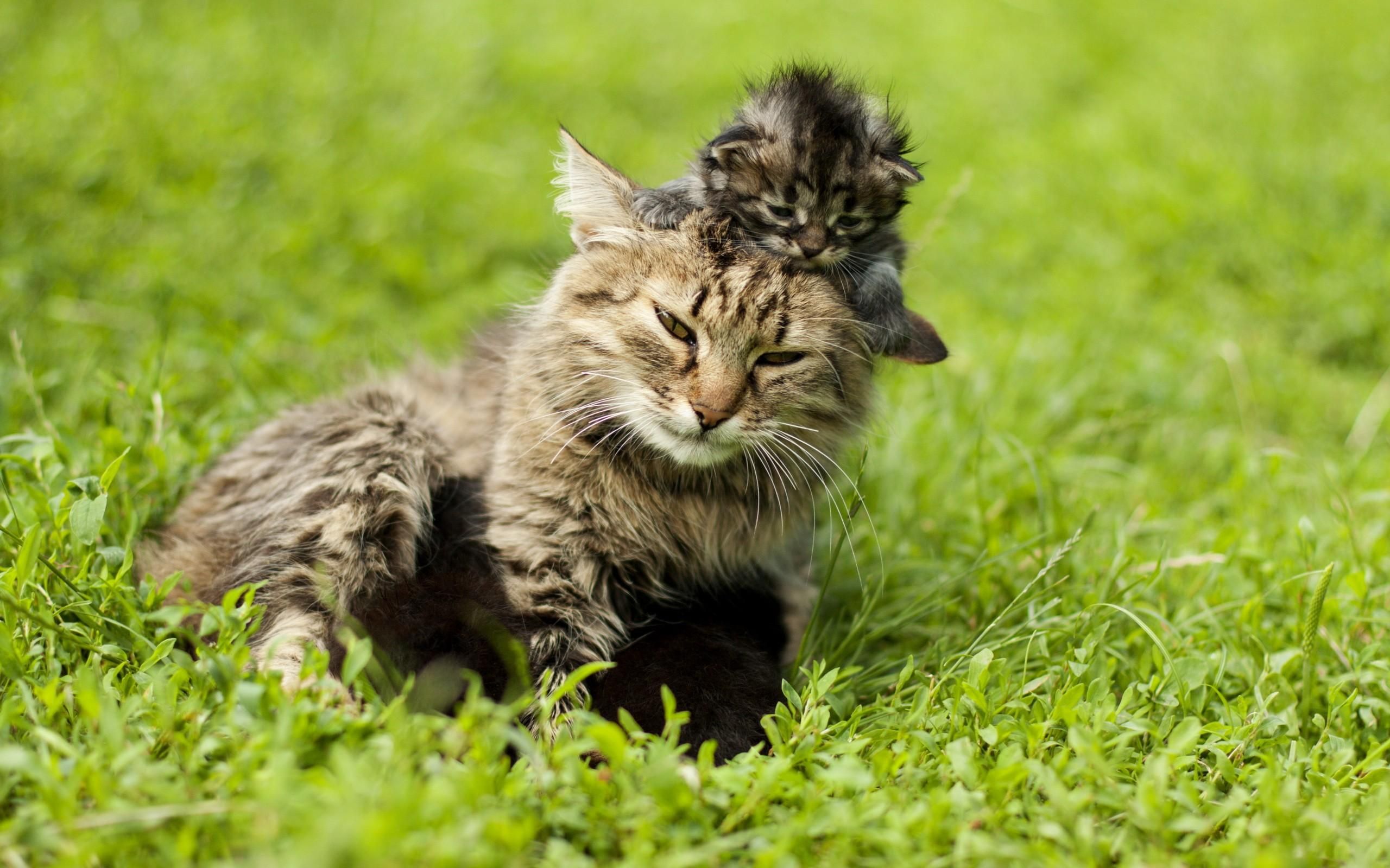 Wallpapers Animals Cats - Kittens 