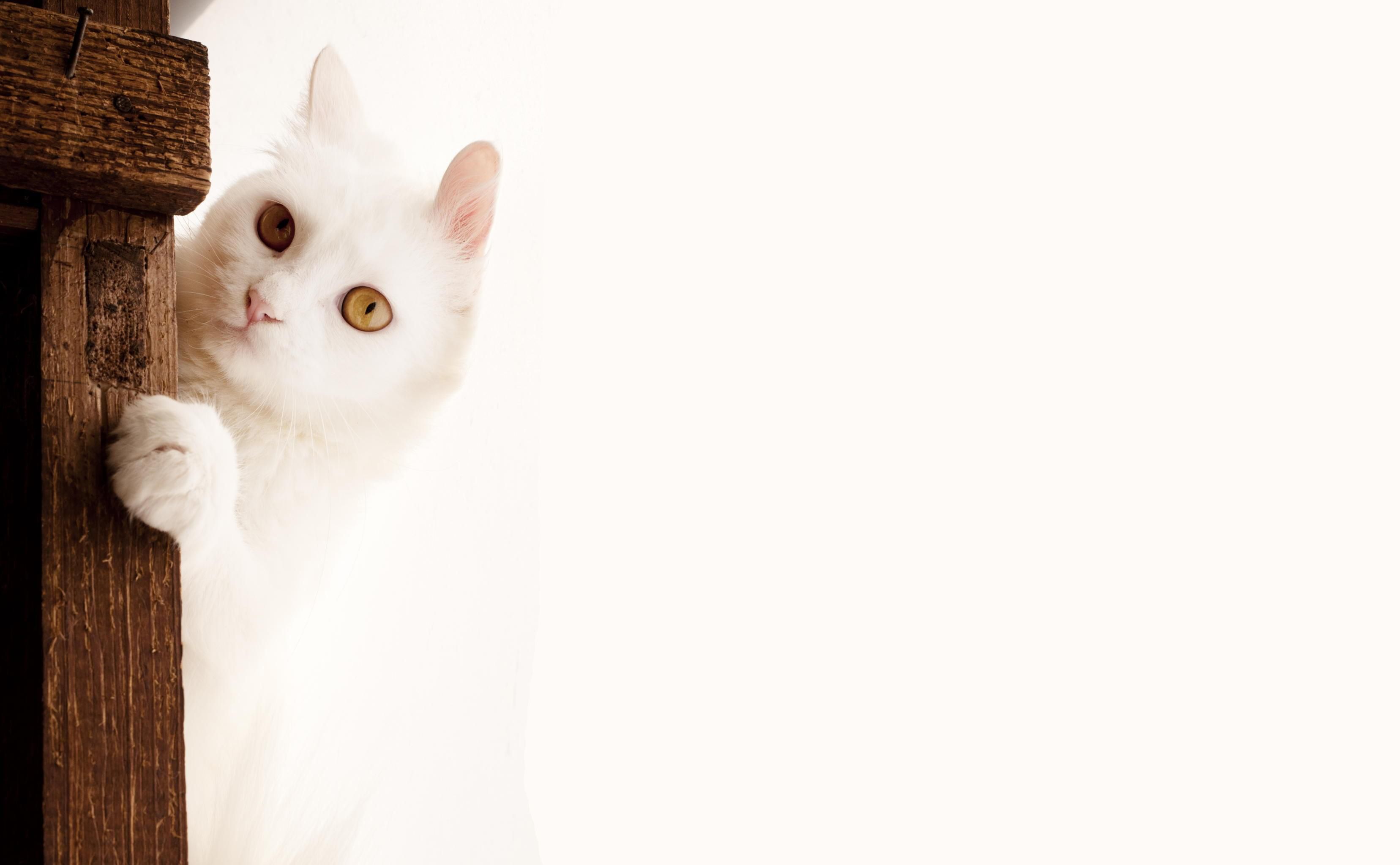 Wallpapers Animals Cats - Kittens 