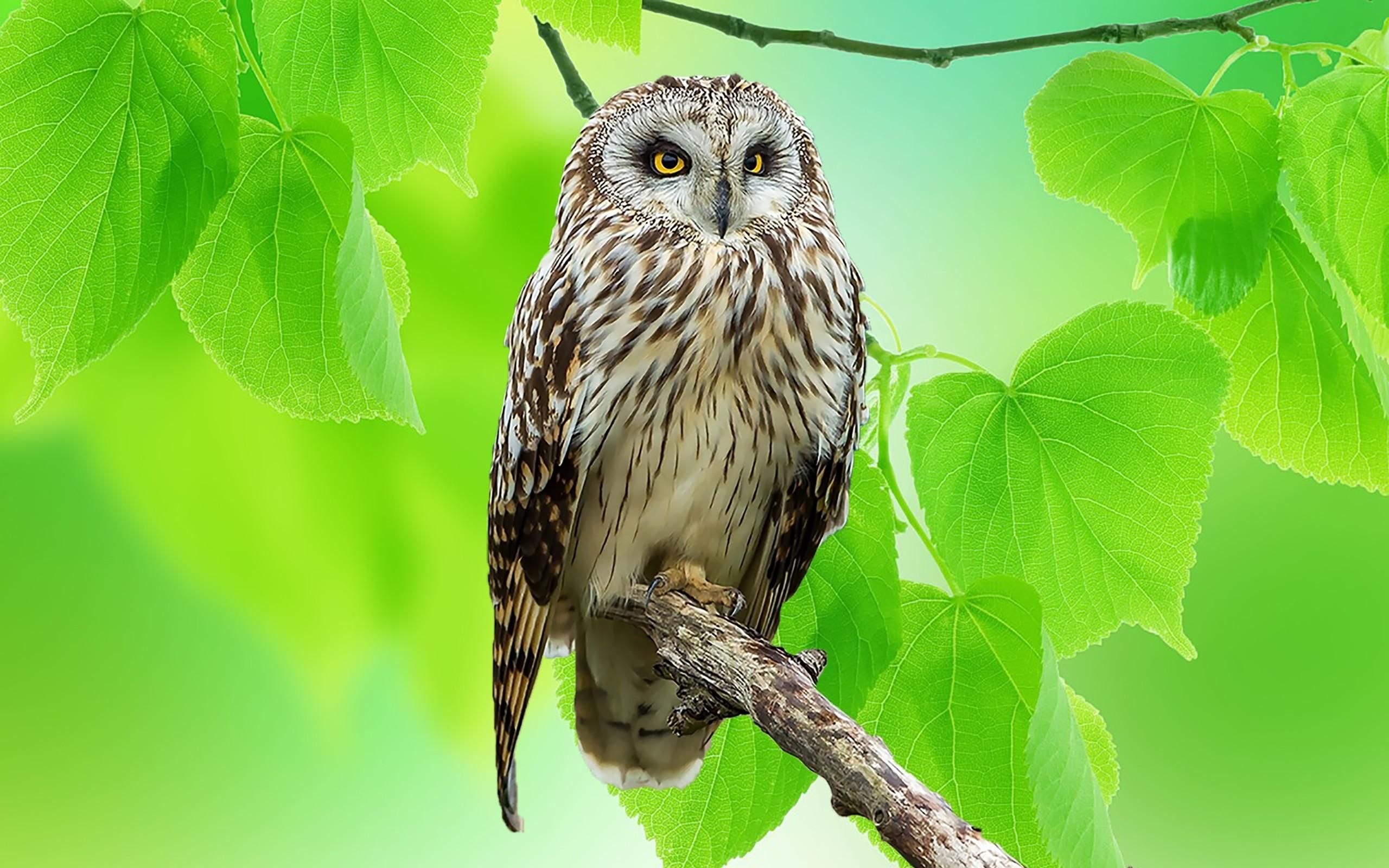 Wallpapers Animals Birds - Owls 