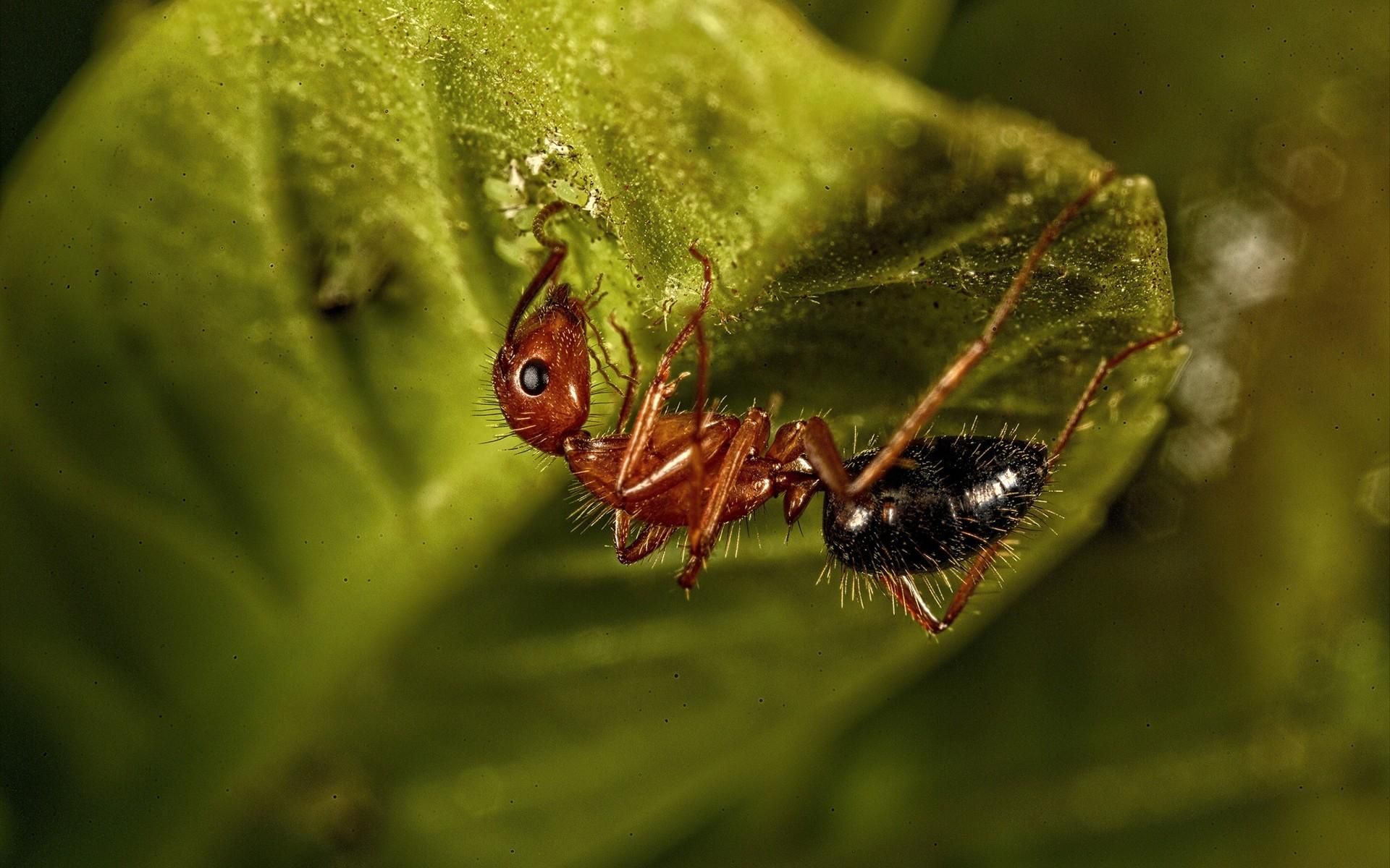 Fonds d'cran Animaux Insectes - Fourmis 