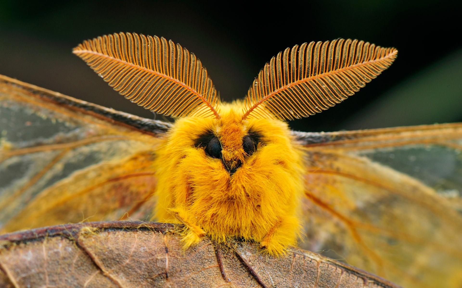 Fonds d'cran Animaux Insectes - Papillons 