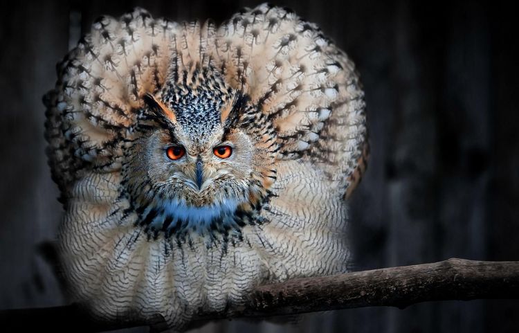 Fonds d'cran Animaux Oiseaux - Hiboux et Chouettes Wallpaper N429740