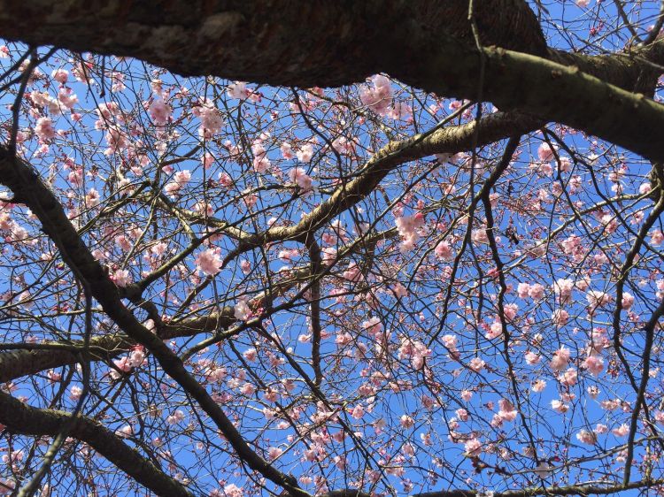 Fonds d'cran Nature Fleurs L'azur en joie