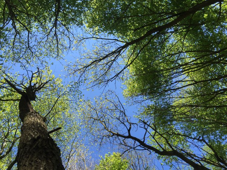 Fonds d'cran Nature Arbres - Forts Les arbres renaîssent