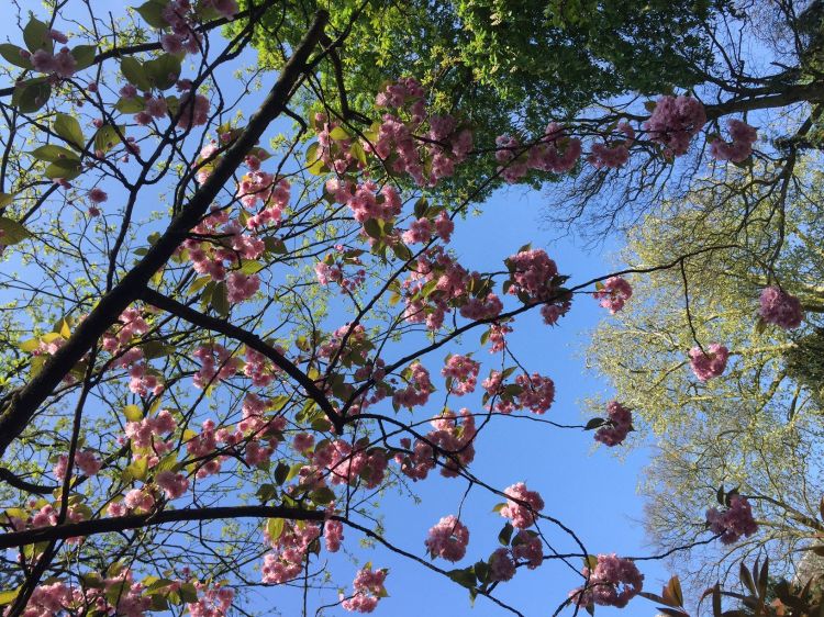 Fonds d'cran Nature Fleurs Le printemps se régale