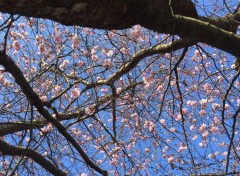  Nature L'azur en joie