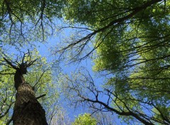  Nature Les arbres renaîssent