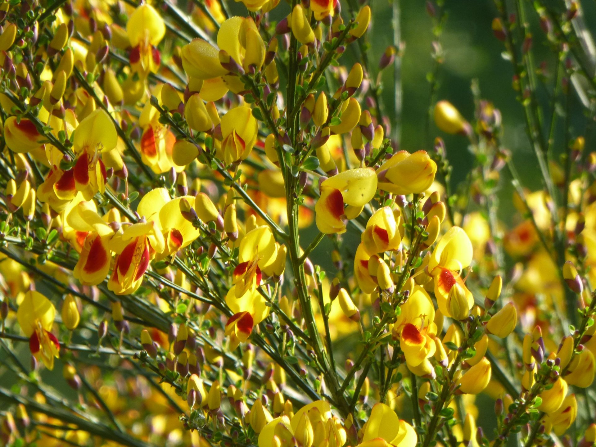 Fonds d'cran Nature Fleurs de belles fleurs printanires