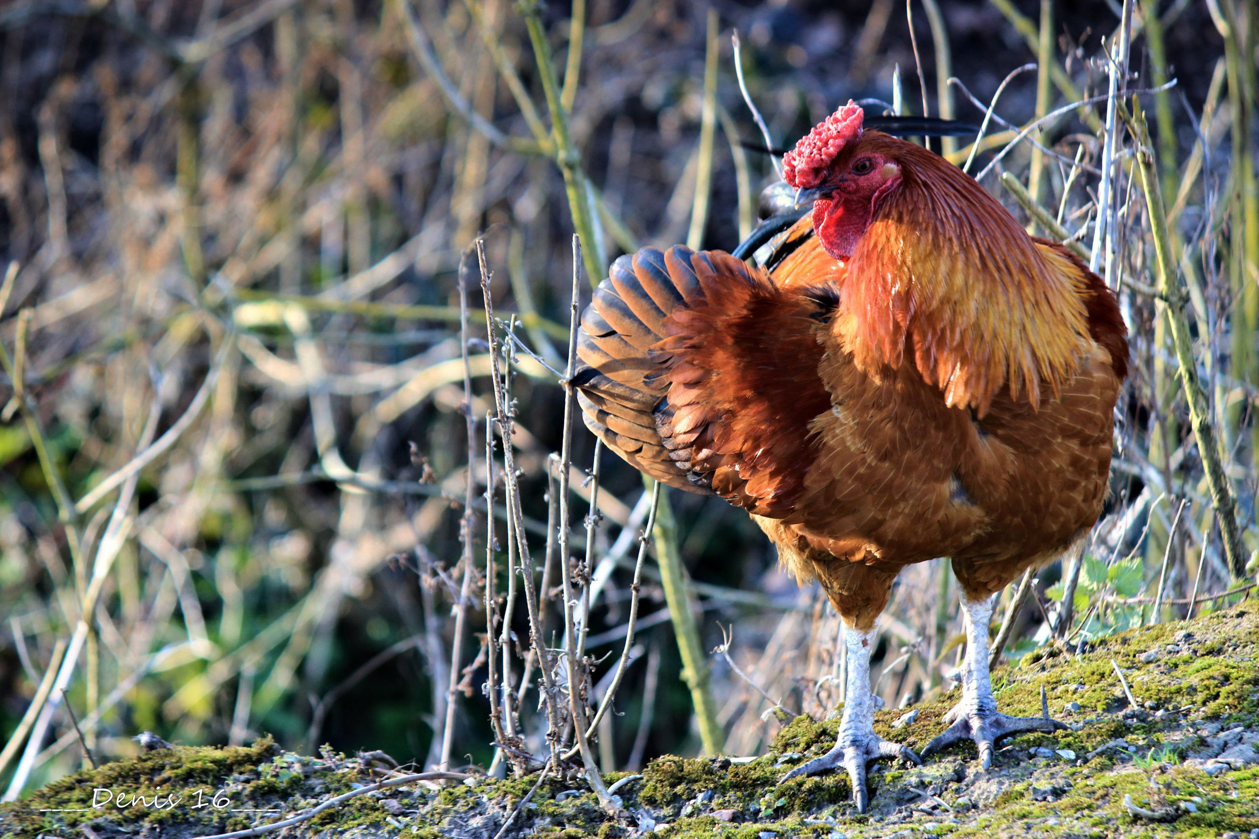 Fonds d'cran Animaux Oiseaux - Poules et Coqs SEPTENTRION