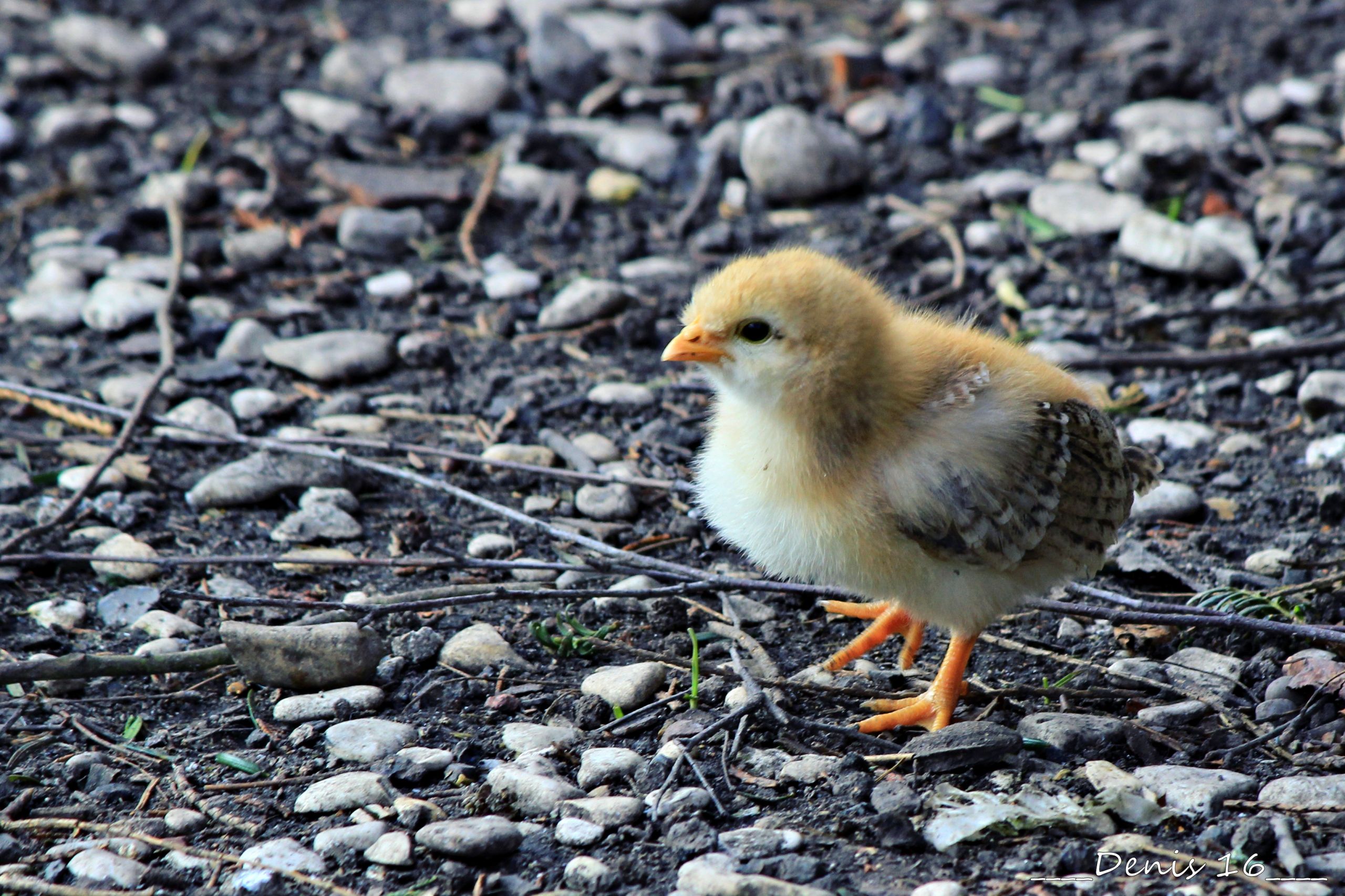 Fonds d'cran Animaux Oiseaux - Poules et Coqs SEPTENTRION