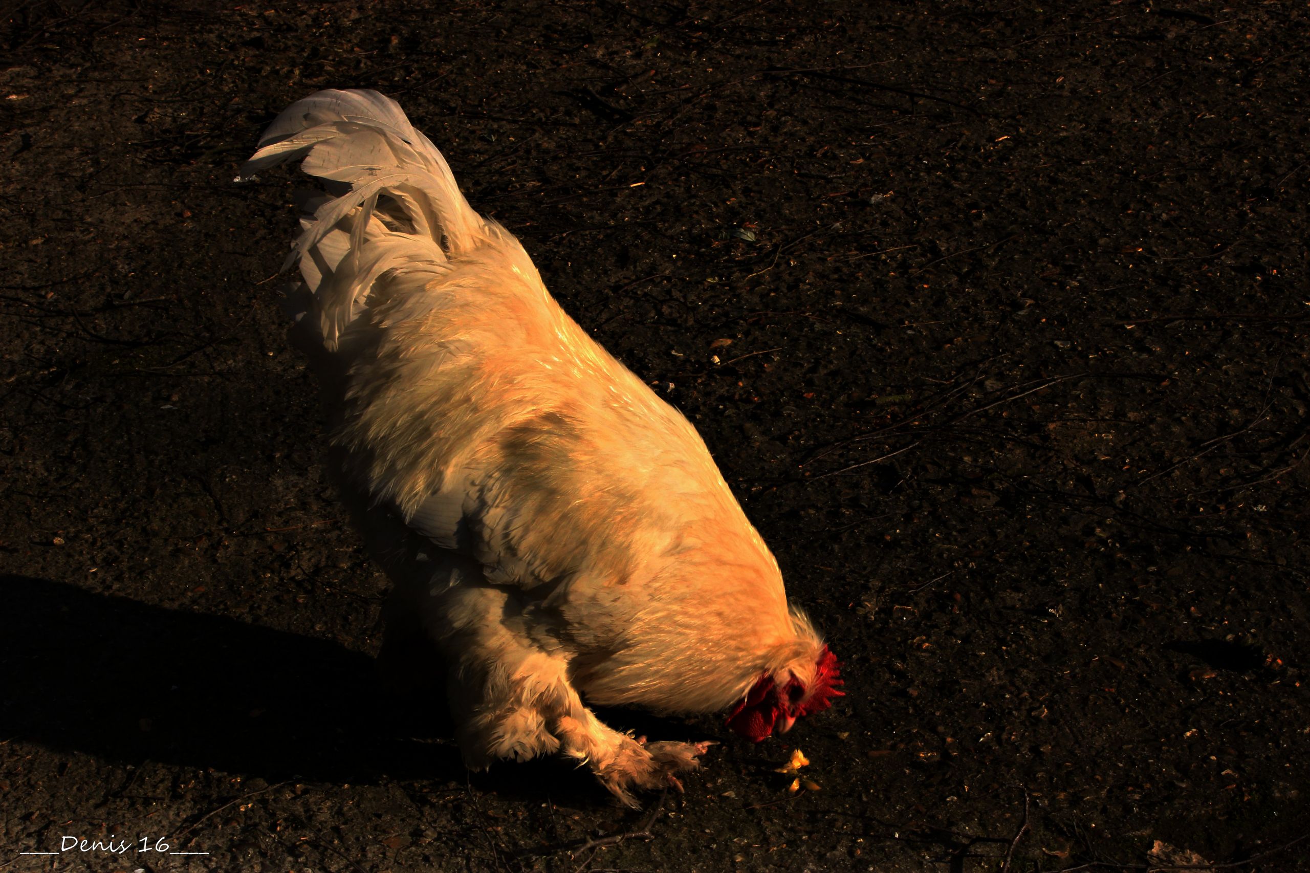 Fonds d'cran Animaux Oiseaux - Poules et Coqs SEPTENTRION