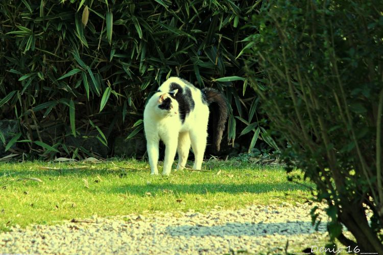 Fonds d'cran Animaux Chats - Chatons SEPTENTRION