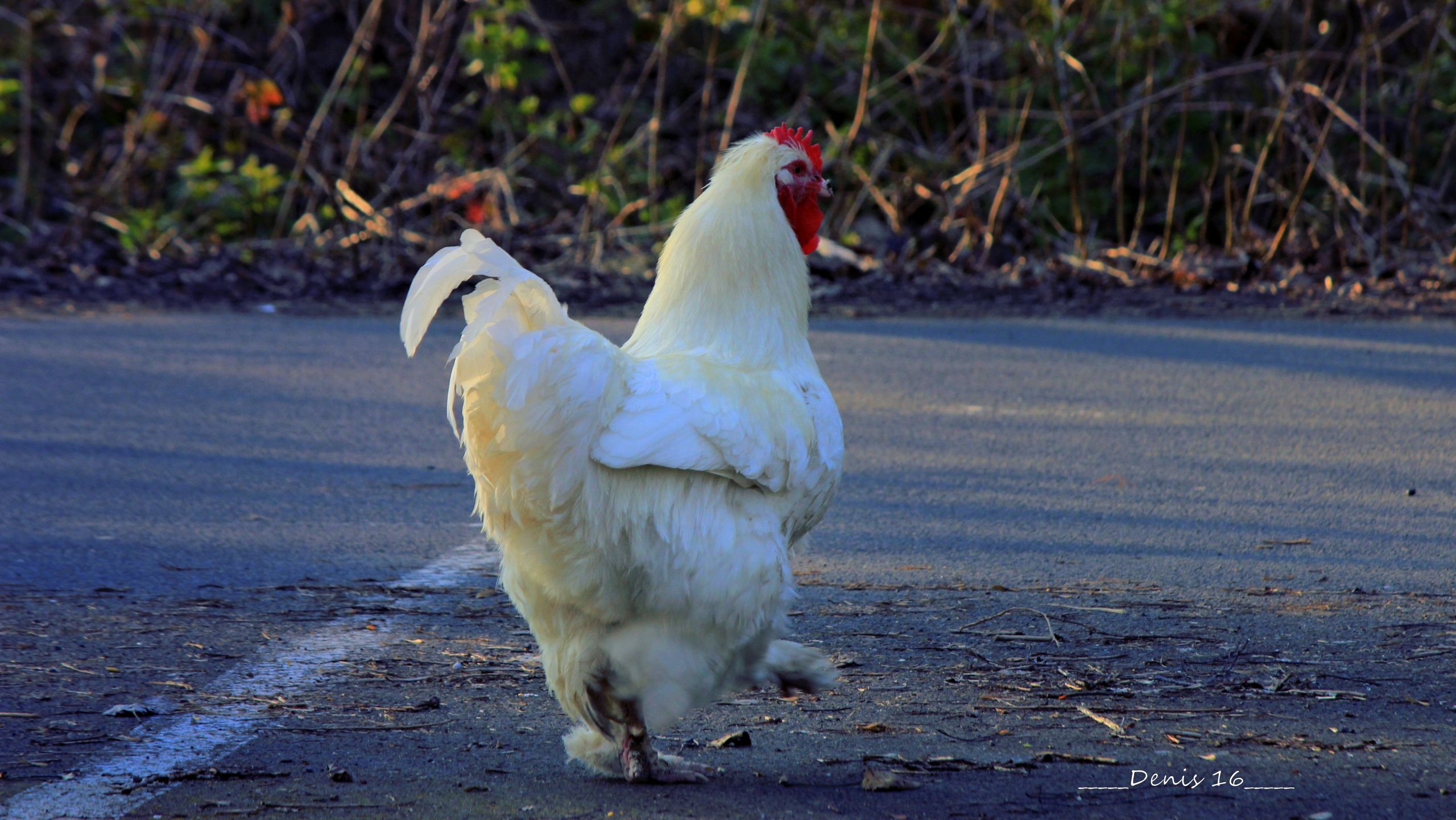 Fonds d'cran Animaux Oiseaux - Coqs et Poules SEPTENTRION