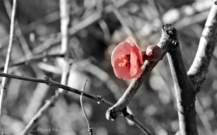 Fonds d'cran Nature Fleurs SEPTENTRION