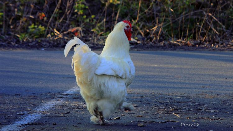 Fonds d'cran Animaux Oiseaux - Coqs et Poules SEPTENTRION