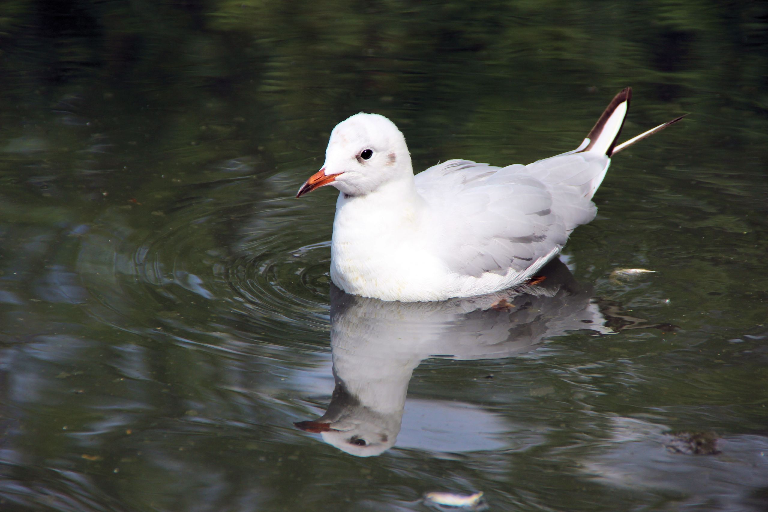 Fonds d'cran Animaux Oiseaux - Divers 