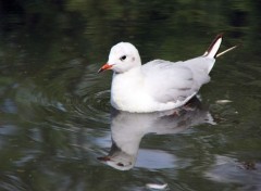  Animaux Image sans titre N429890