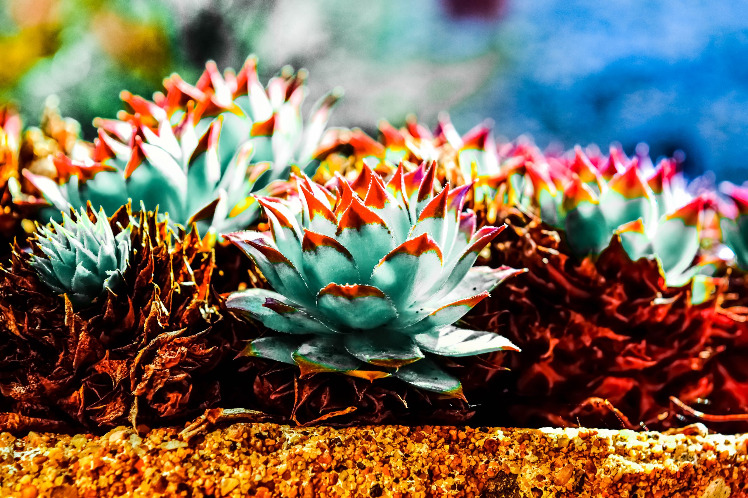 Wallpapers Nature Succulents fleur fractal