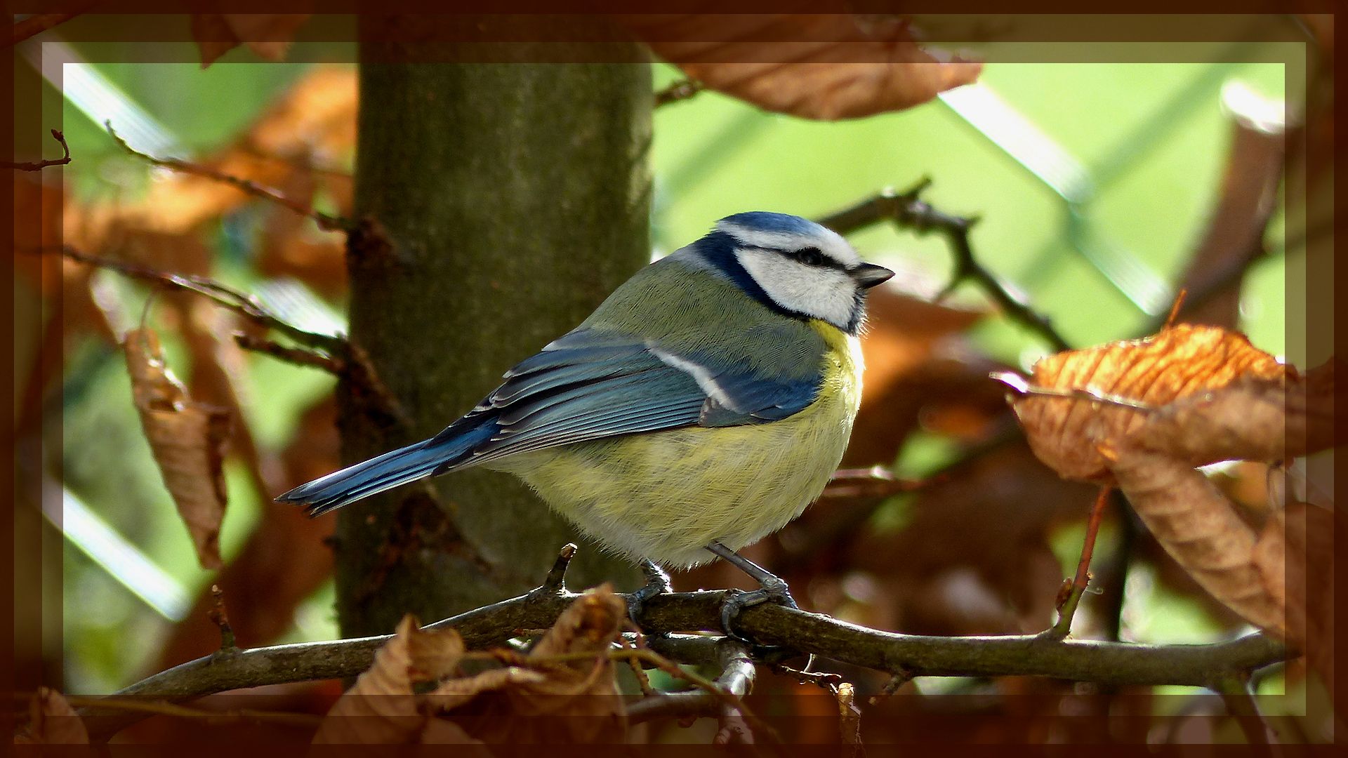 Wallpapers Animals Birds - Chickadees Msange bleue