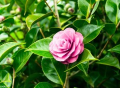  Nature Rose