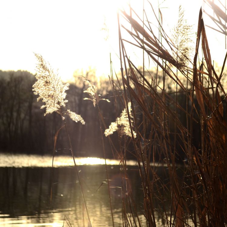 Fonds d'cran Nature Lacs - Etangs serenité