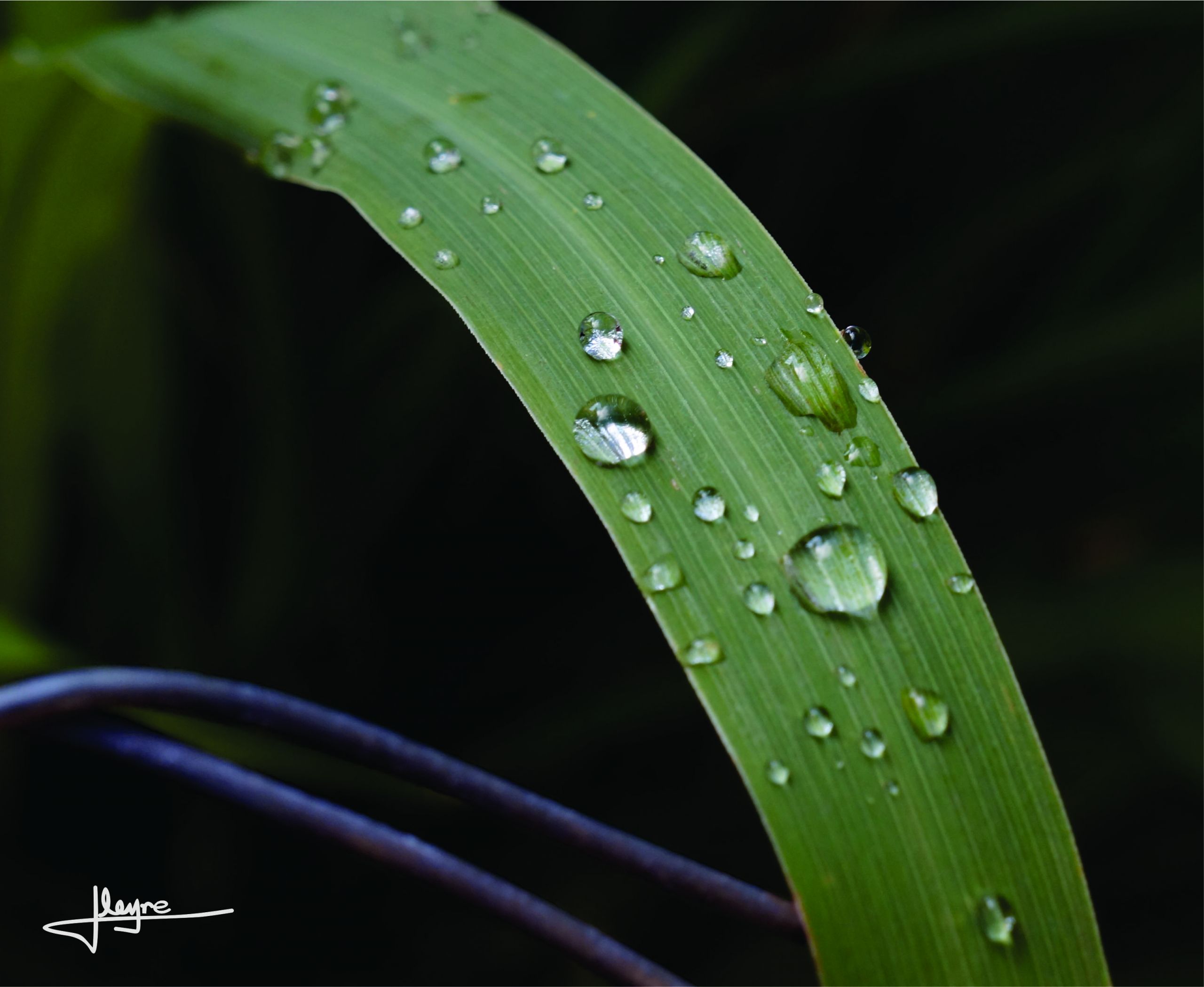 Wallpapers Nature Water - Drops 