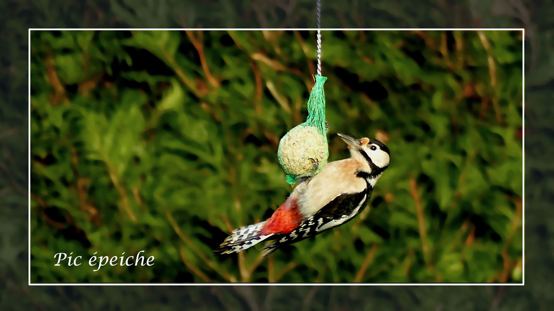 Wallpapers Animals Birds - Woodpeckers Pic peiche