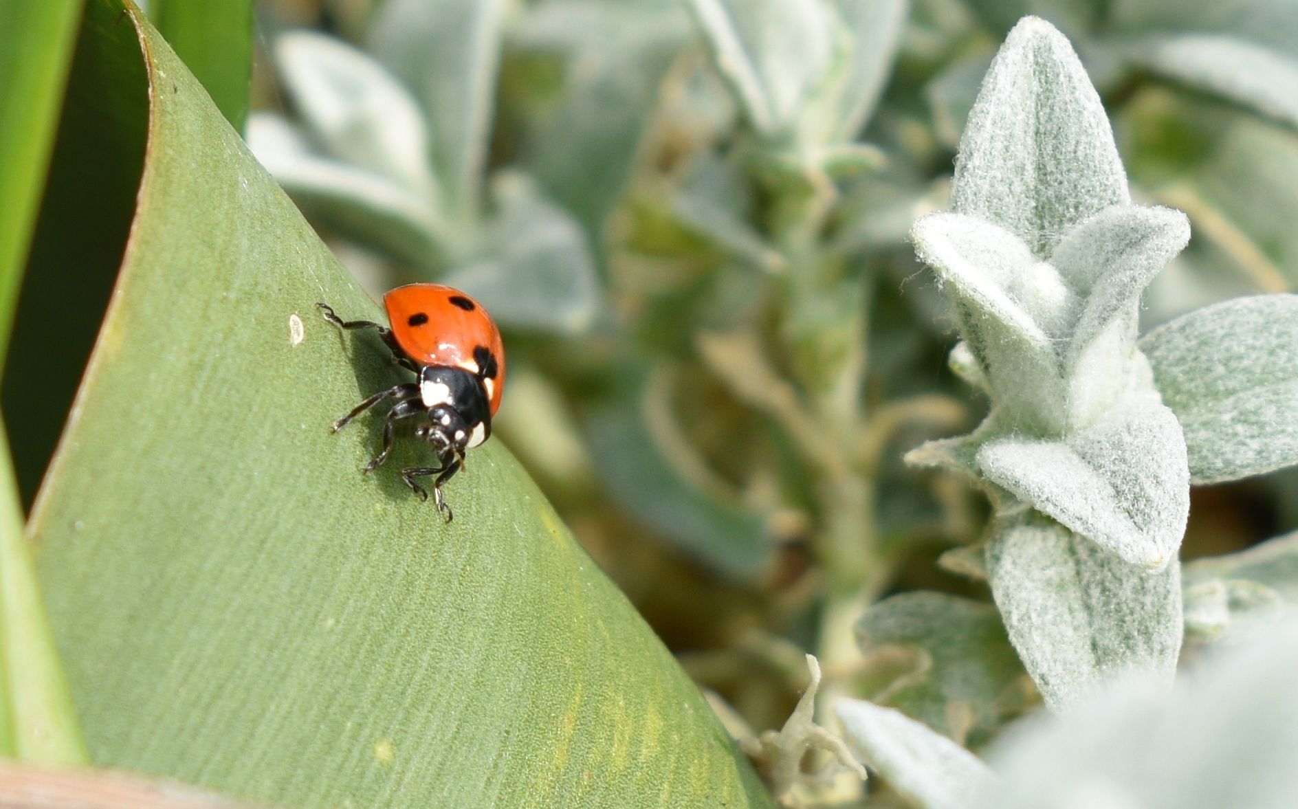 Wallpapers Animals Insects - Ladybugs 