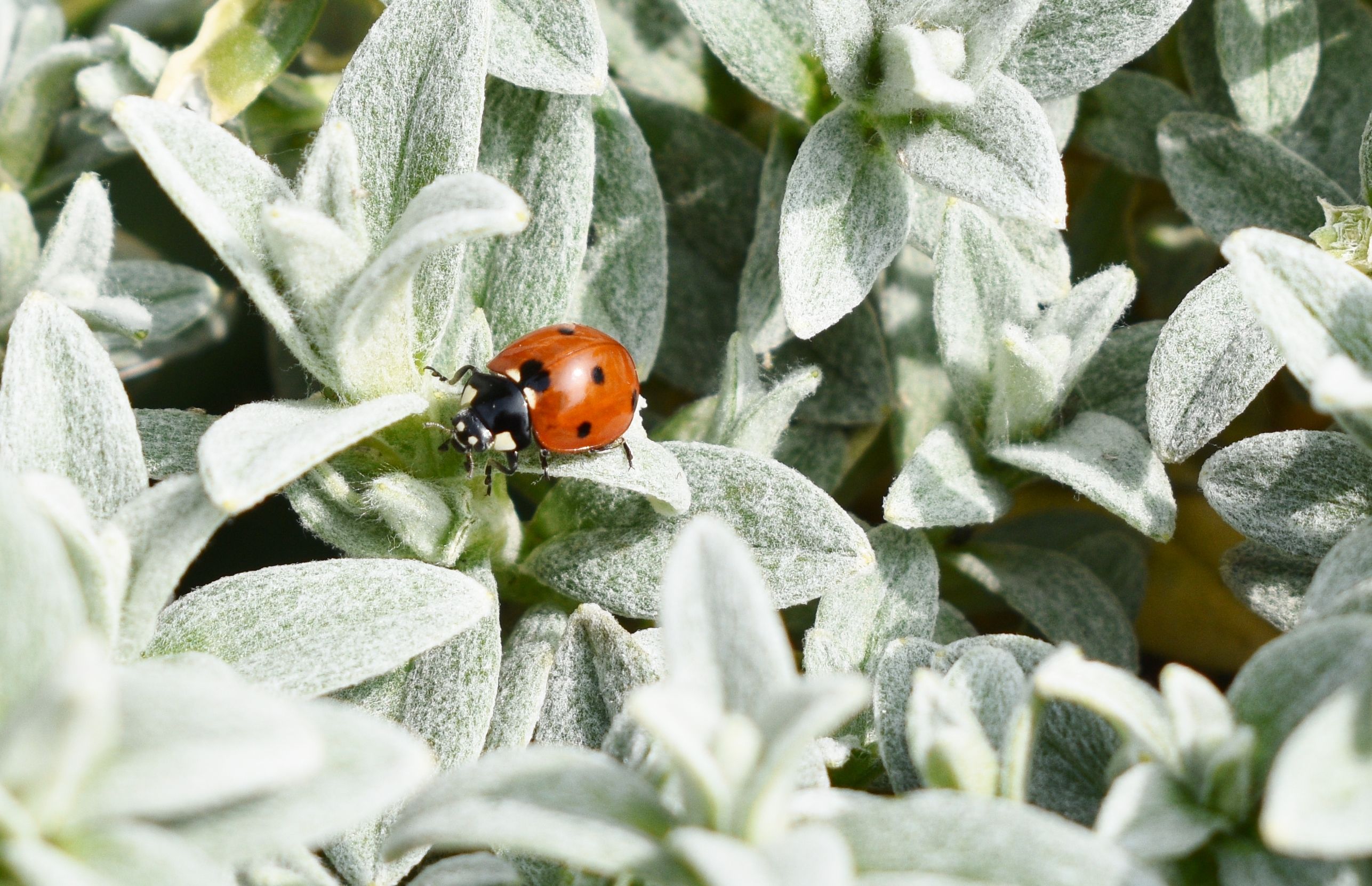 Fonds d'cran Animaux Insectes - Coccinelles 