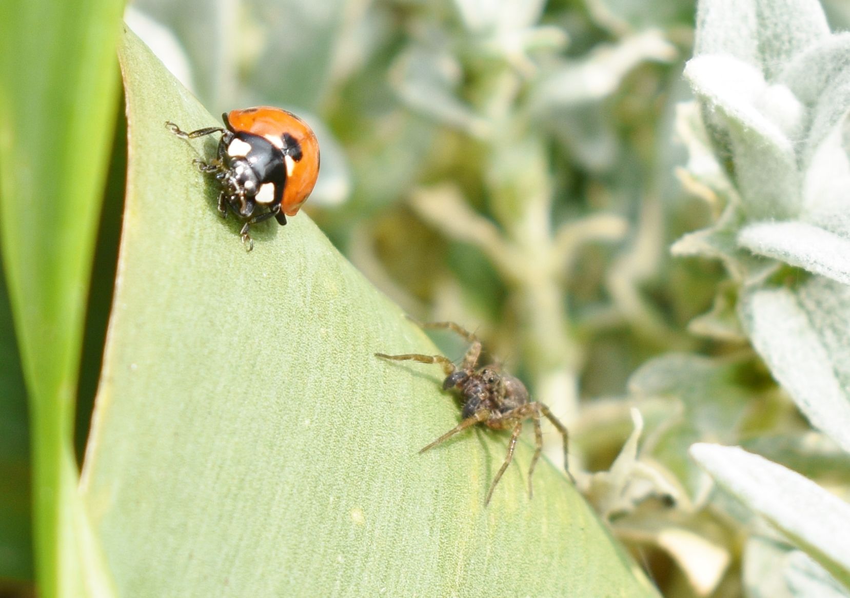 Wallpapers Animals Insects - Ladybugs 