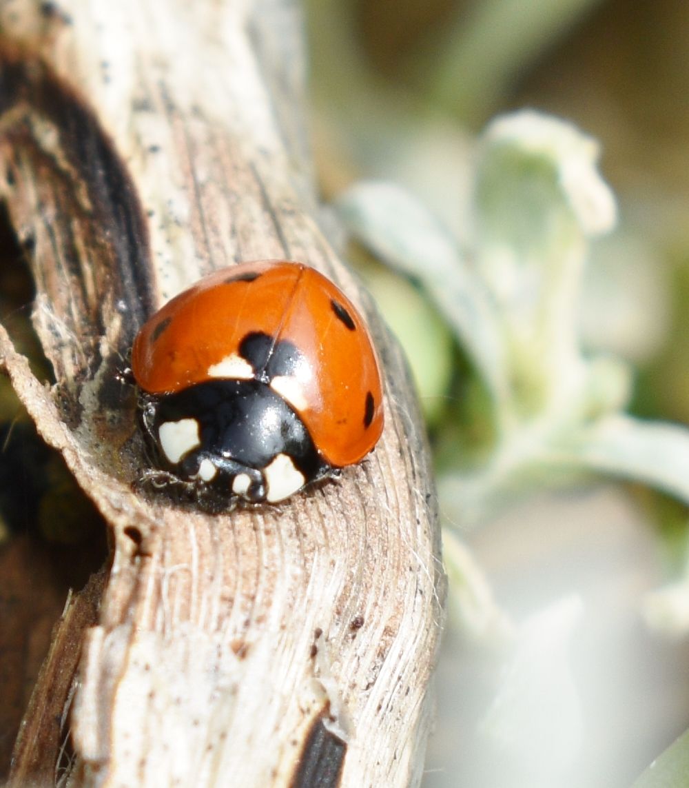 Fonds d'cran Animaux Insectes - Coccinelles 